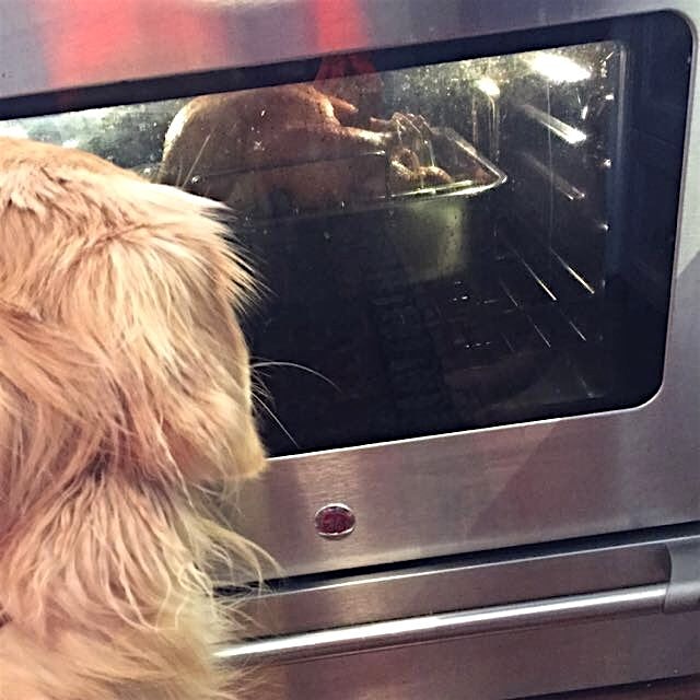 Tupelo checking out the bird