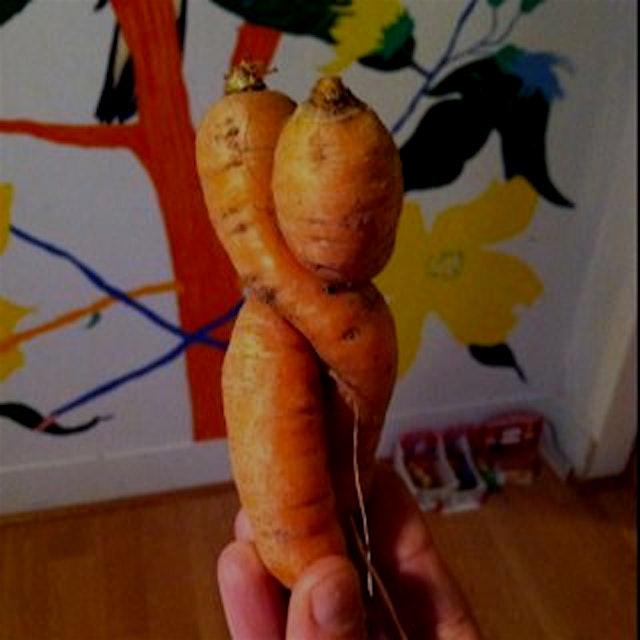 A friend of ours gave us a bag of farm carrots and we found these two canoodling at the bottom #hugs