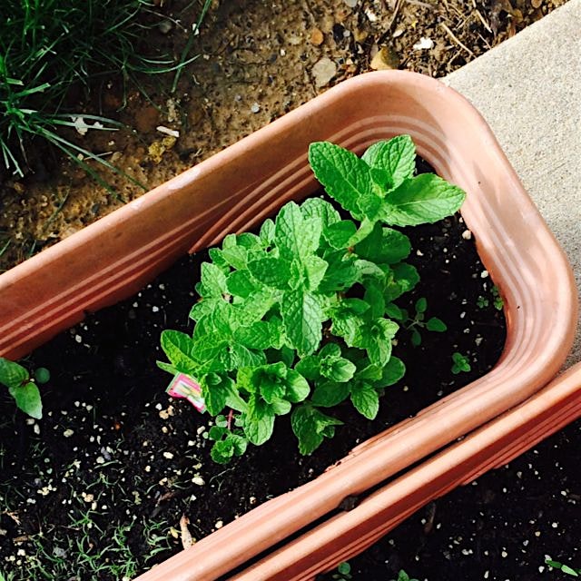 Can't wait to top off some ice cream with this mint! 