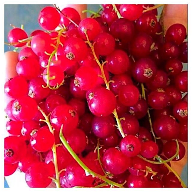 Sometimes I just want to roll around on these little ruby juice bombs...or put them in a cocktail...