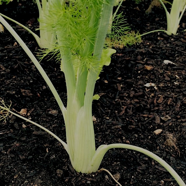 Baby fennel, in the greenhouse at New Roots Community Farm, Bronx, NY