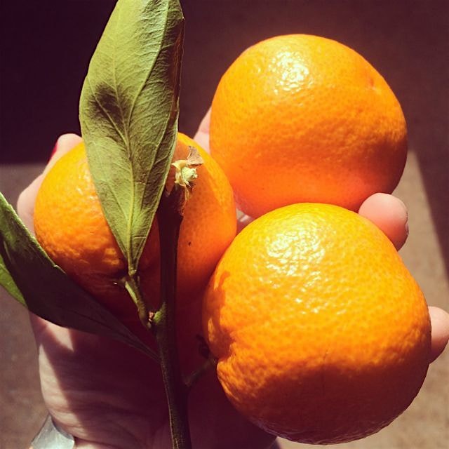 I can't get enough of these delicious doses of Vitamin C!