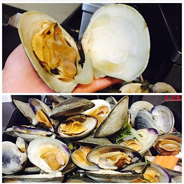#quahog clams, or chowder clams , the size of my palm
