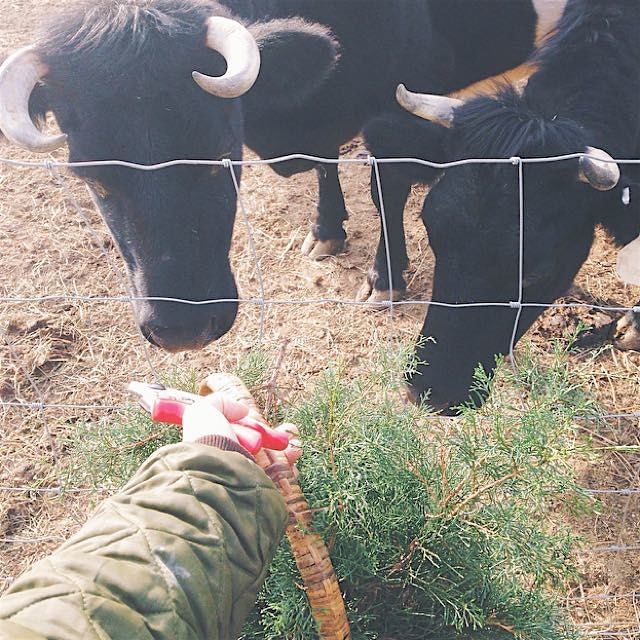 These gals are dry at the moment and growing calves. Fiona & Bettie are a rare dairy breed called...