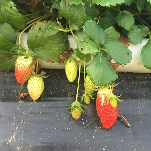 Winter strawberries