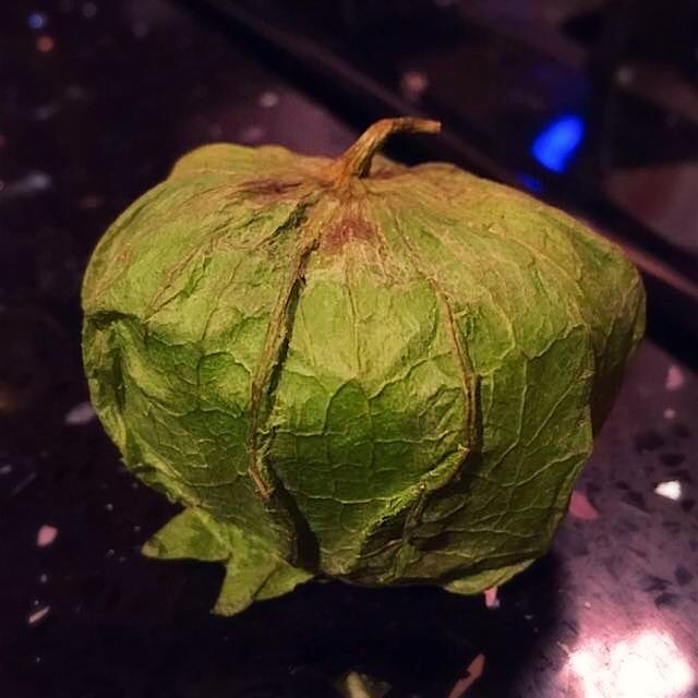 The star of my salsa, El Tomatillo! 