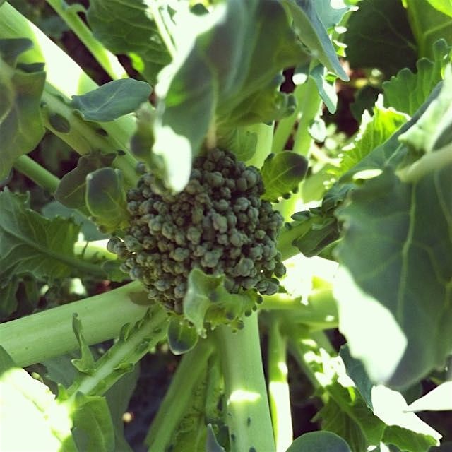 GA // Milner:  #Organic Baby Broccoli at @BlessedAcresFarmLLC #regram from @blessedacresfarmllc #...