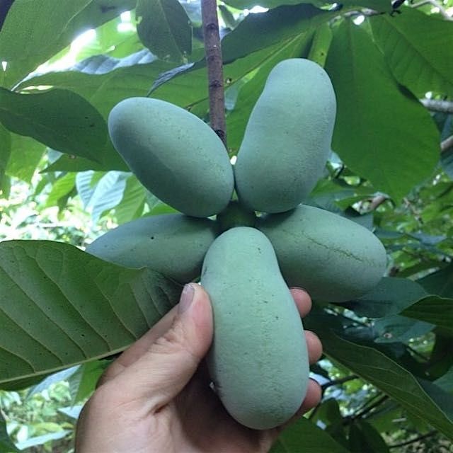 Raleigh // NC: Paw Paw Fruit at @RaleighCityFarm #refram from @raleighcityfarm