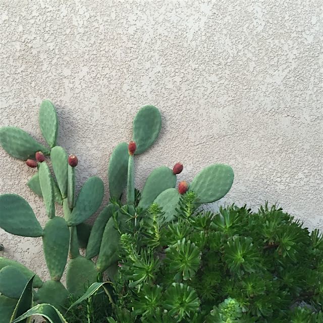 Prickly pears in my backyard, but no one's brave enough to pick them... Good thing they're pretty.