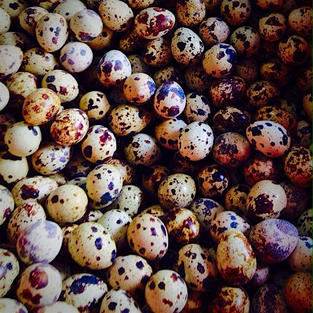 Egg merchant - Hoi An