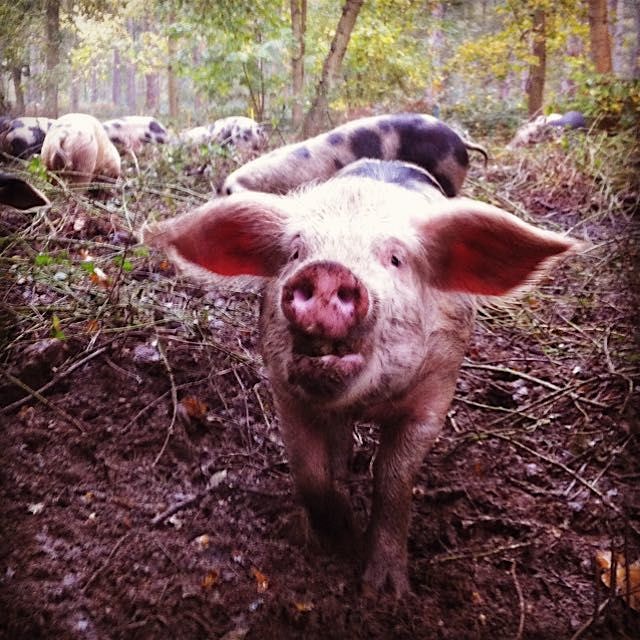 Gonna turn you into sausage! Free-range, heritage breed, no-antibiotics, and happy as a pig in......