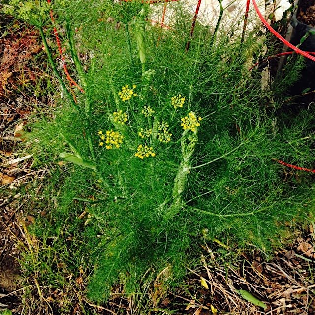 I planted this fennel last year, and thought it was dead when I started my Fall break from garden...
