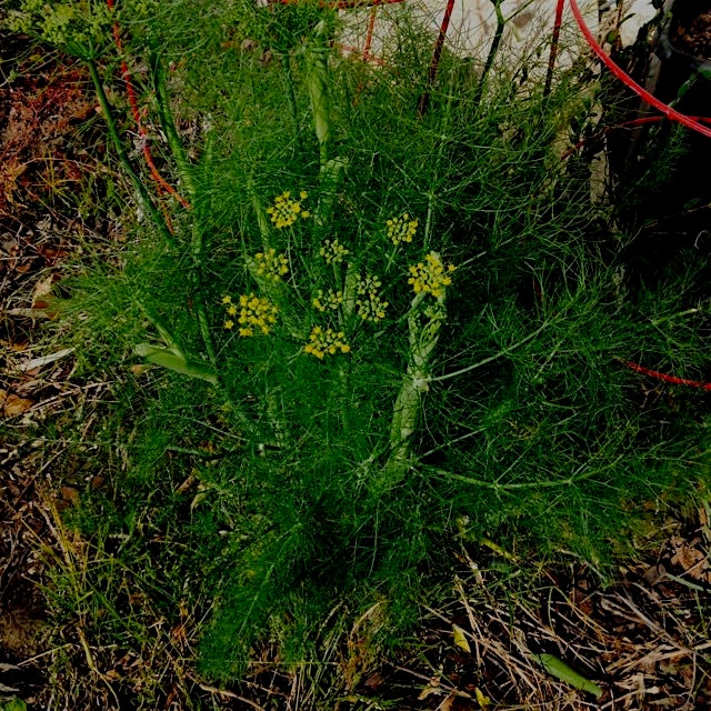 I planted this fennel last year, and thought it was dead when I started my Fall break from garden...