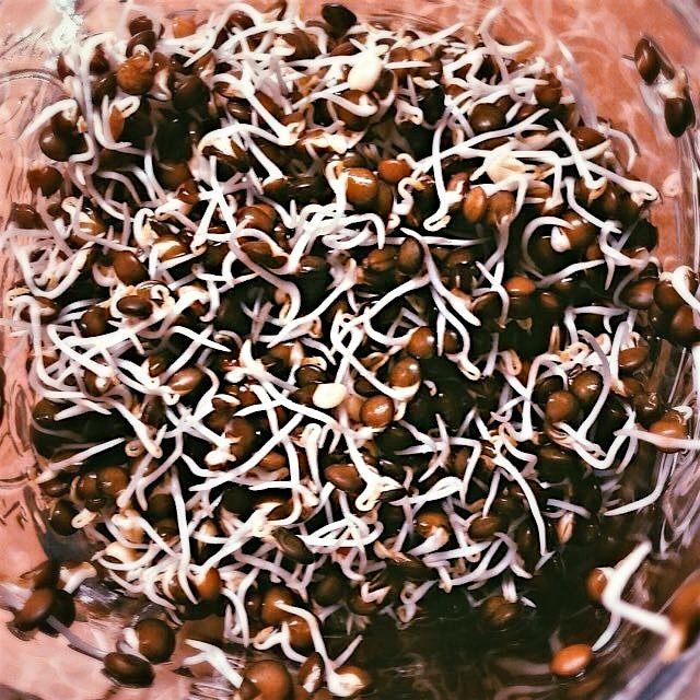Sprouted beluga lentils. 