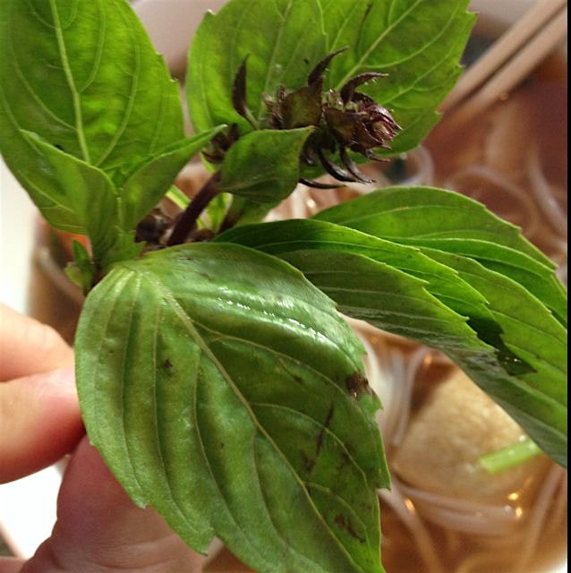 Robust Thai Basil to freshen the flavor of any soup, sauce or dish! 