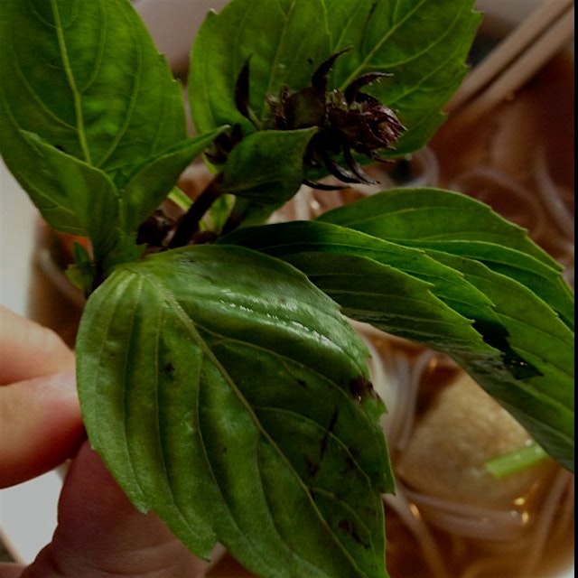 Robust Thai Basil to freshen the flavor of any soup, sauce or dish! 