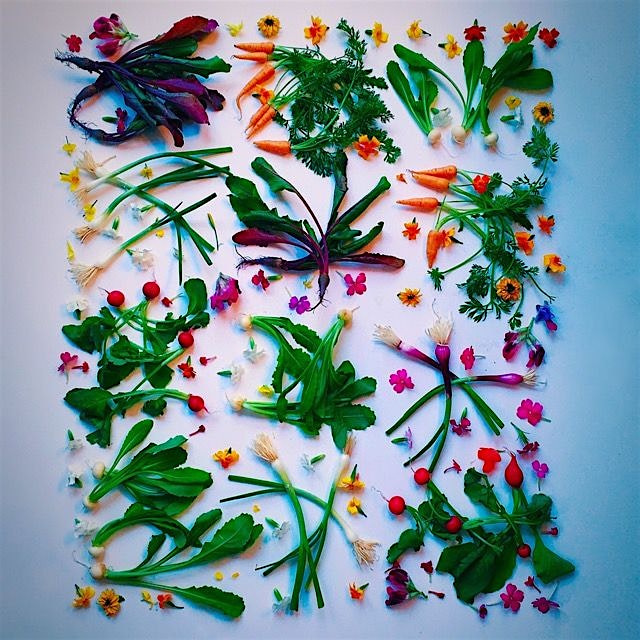 My edible winter garden!