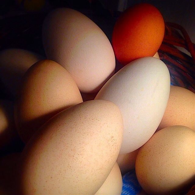 Eggs of different birds. 