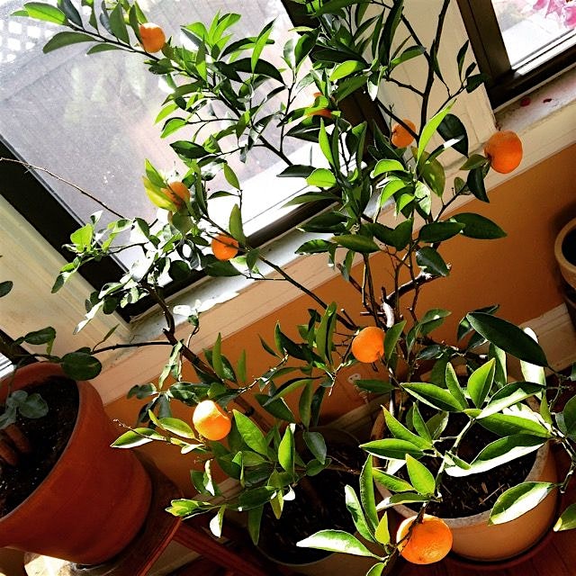 Just in time for the Lunar New Year, my dwarf Mandarin tree has 9 ripe mandarins. Can you find th...