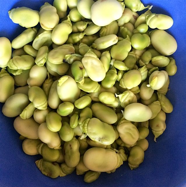Shelling favas while we watch the US win 🇺🇸⚽️🇺🇸 #dinnerprep