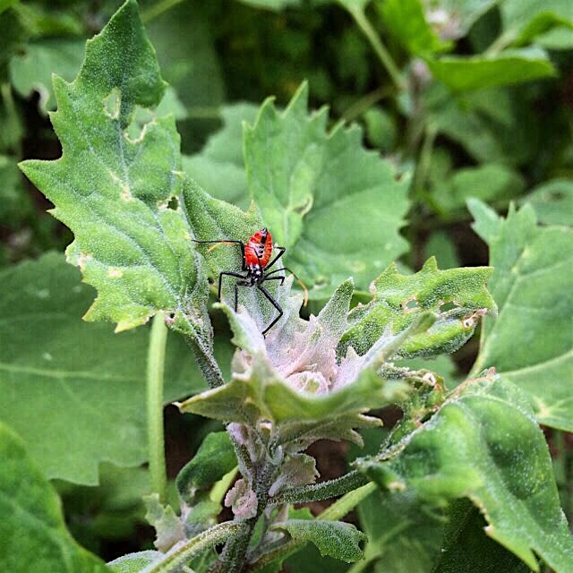 A nymph wheel bug hanging out on quinoa waiting for a cucumber beetle for lunch -- go, go predato...