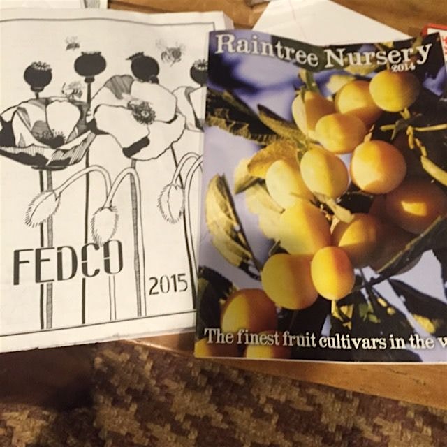 Fruit for spring all ordered; 5 apple, 7 plum, 4 kotata, 10 nanking, 1 cherry, and 4 hazelnut/fil...