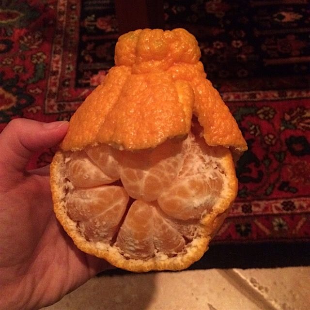 Sumo orange- not your average, everyday citrus. #eatvariety #uglyfruit #dessert