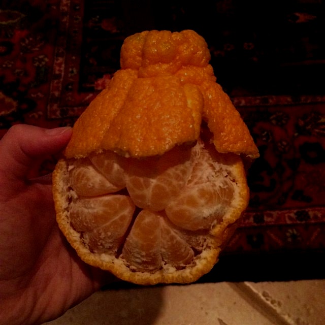Sumo orange- not your average, everyday citrus. #eatvariety #uglyfruit #dessert