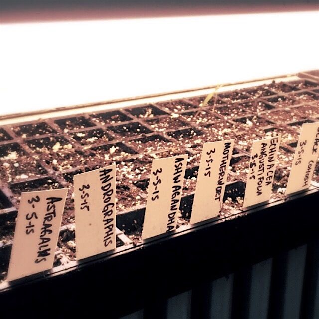 Let the fun begin! Medicinals are some of the first to seed.