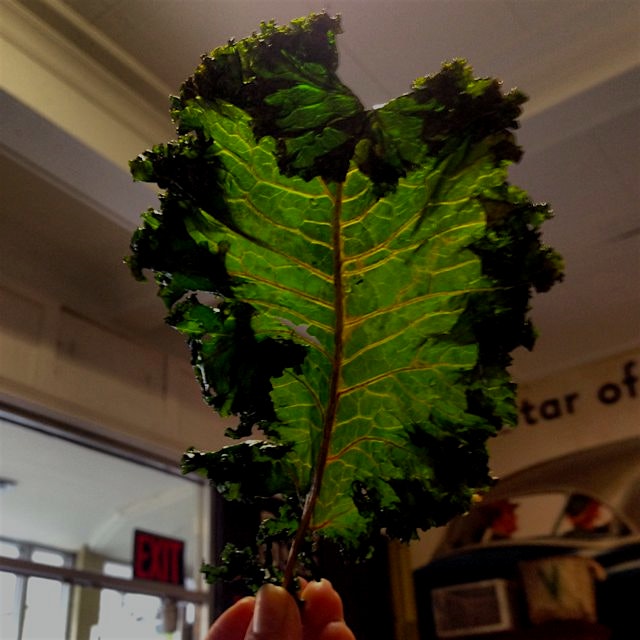 I love you, single sprig of beautiful kale. #laterstand