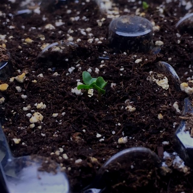 Little bitty baby dinosaur kale going to grow up to be in a big bag of boutique Brooklyn kale chi...