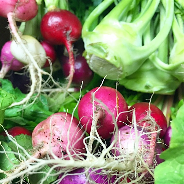 Fresh Easter Egg radishes from the Barefoot Farmer at Tomazin Farms in New Smyrna, FL! We used th...