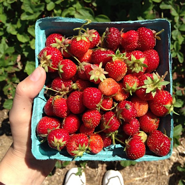Picked beautiful alpine strawberries and the first of this season's blueberries in CT at Ellswort...