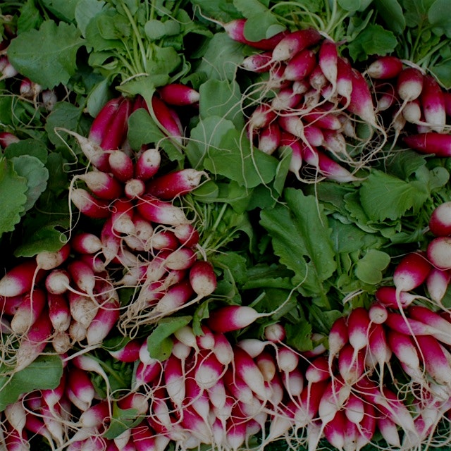 It's time for RADISHES!