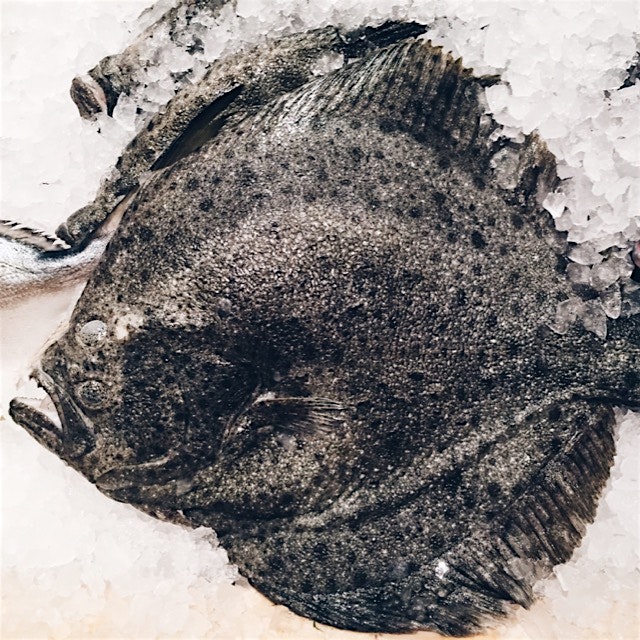 Fish, it's what's for dinner 🐠