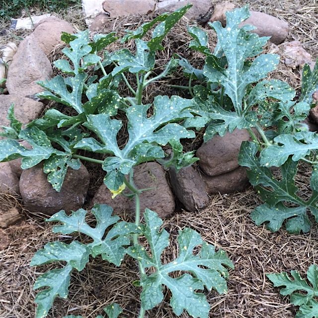My Moon and Stars on the move, I can't wait for melon season!