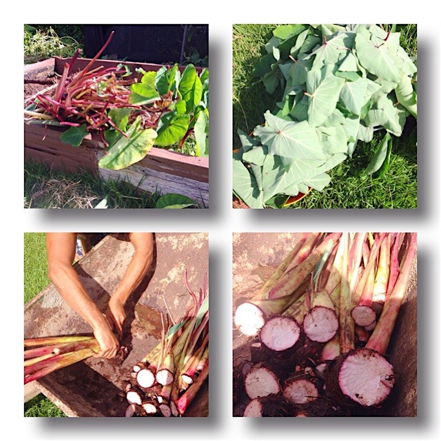 Harvesting Kalo (Taro) from our yard this morning. YUM!! 
