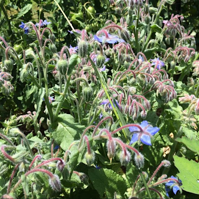 Borage looking lovely and beneficial, the flowers are so yummy.
