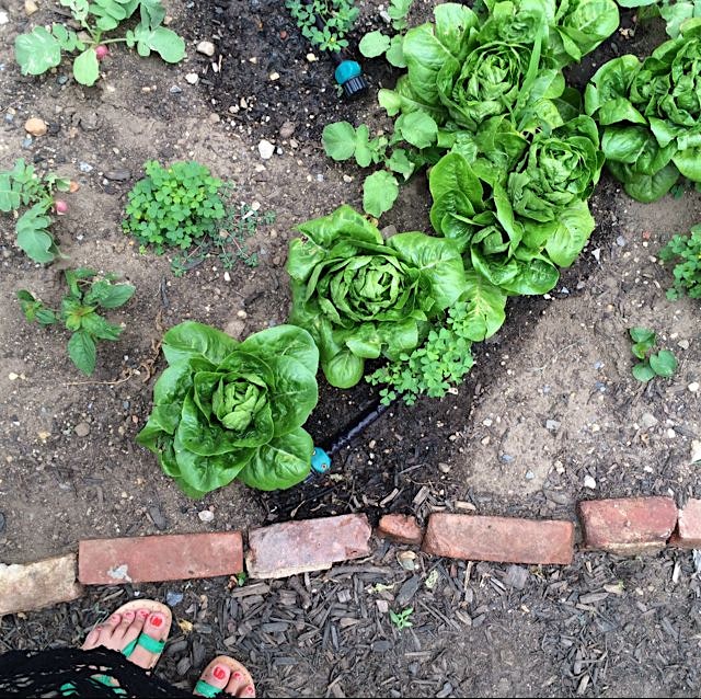 Lettuce growing on Houston and Wooster at the NYU farm lab! 