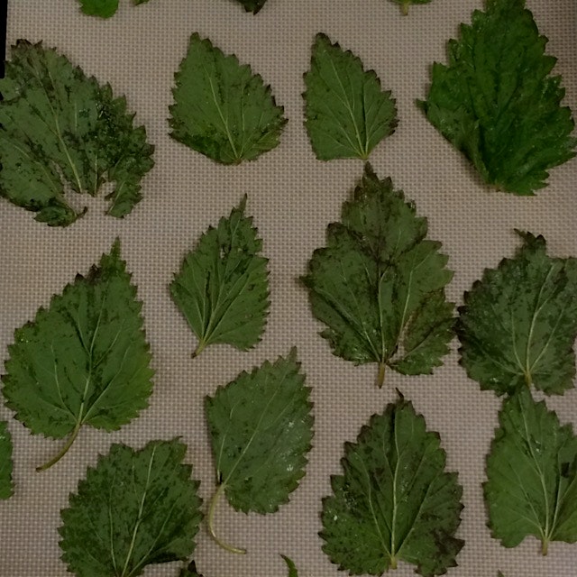  Stinging nettles ready to be baked into chips. They are surprisingly delicious. 