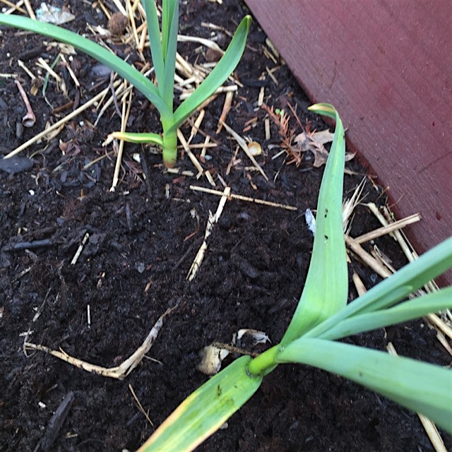Garlic is coming along well!!
