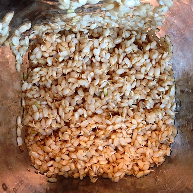 Sprouted short grain brown rice. 