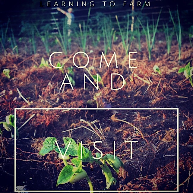 My blog of my experiences in learning to farm is now live, please check it out at www.learningtof...