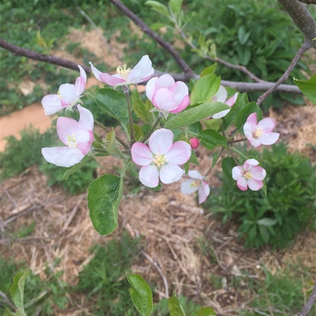 Apple blossoms, yay!