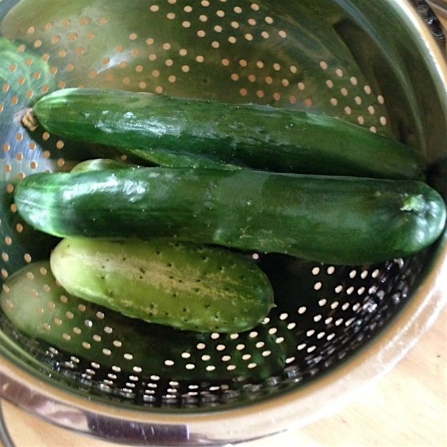 First cucs of the season from my garden. 