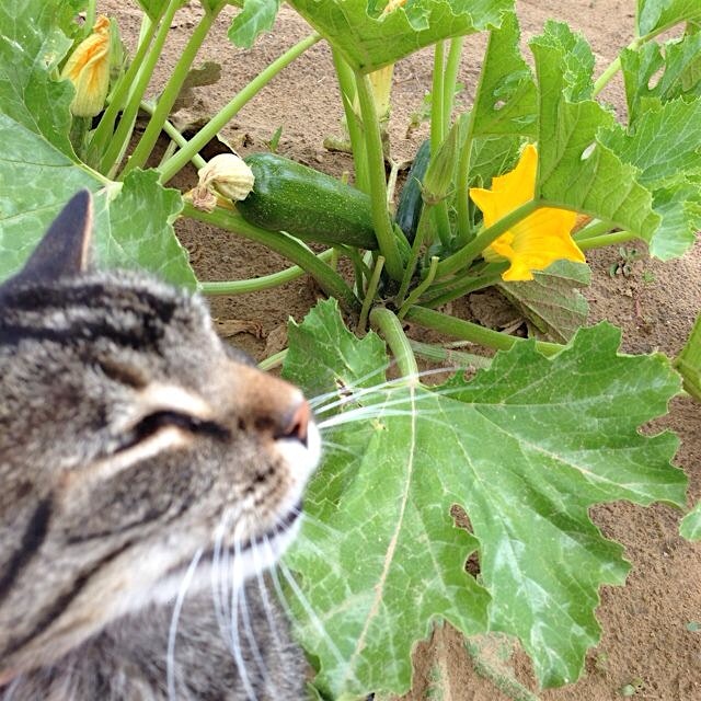 Barn cat photobomb!