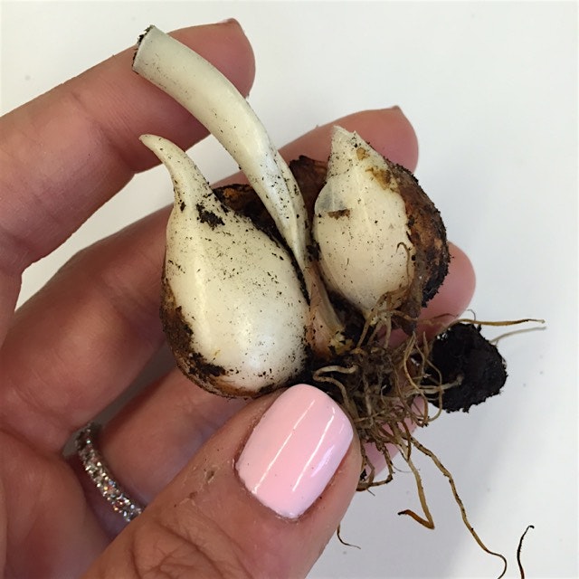 Early sign of garlic! 