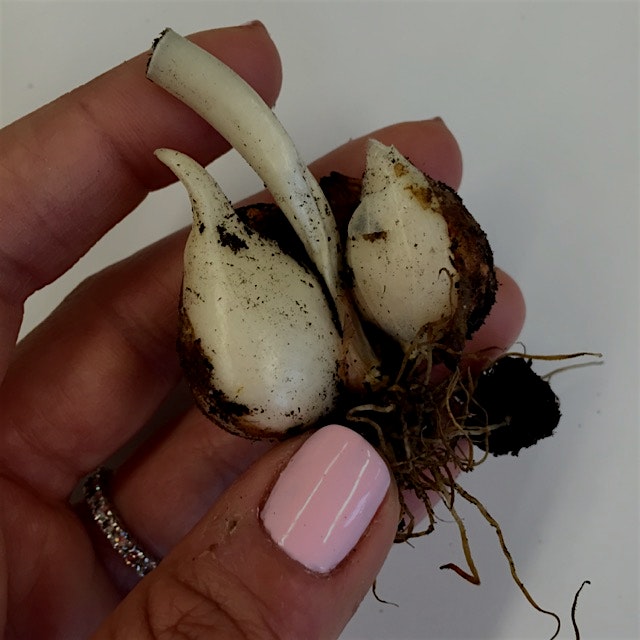Early sign of garlic! 