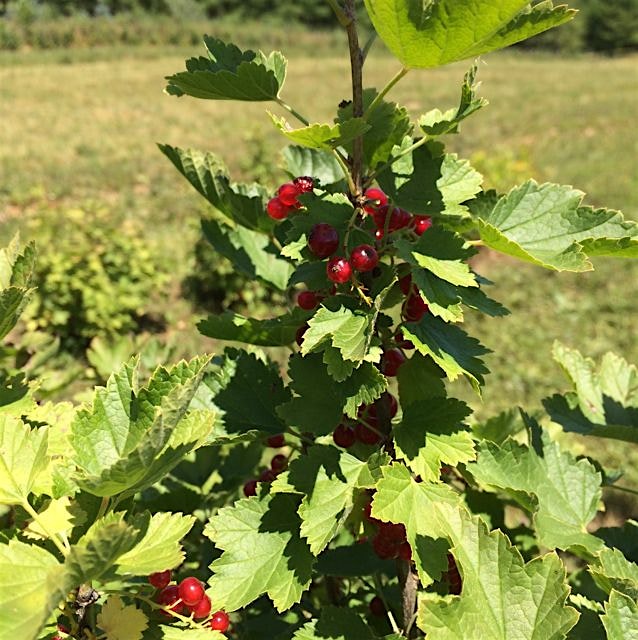 Ribes Rubrum