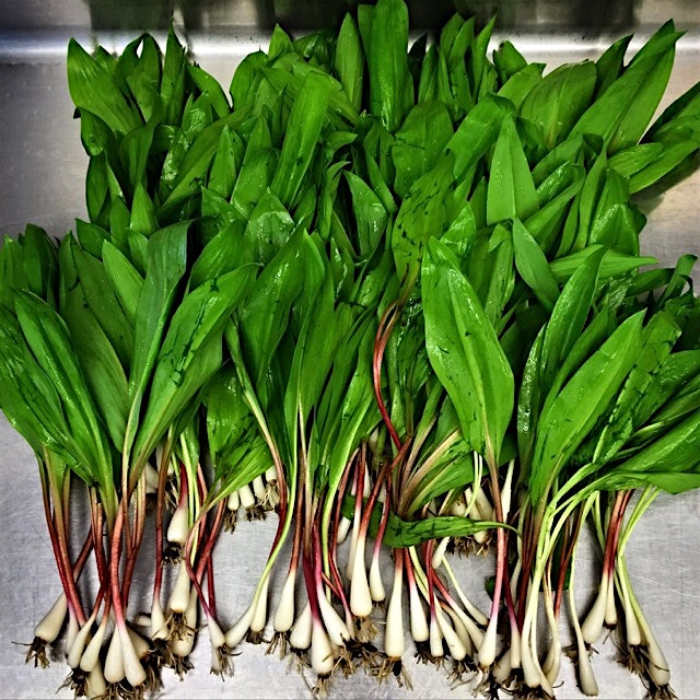 Afternoon Score!  I was in the kitchen where I volunteer and someone popped in with a green garba...
